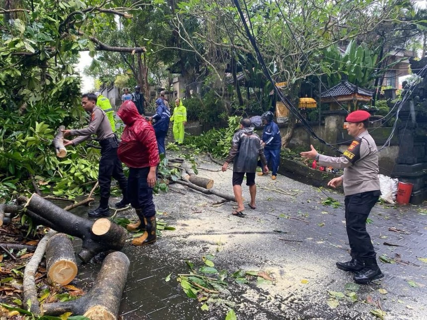 Atensi Pohon Tumbang